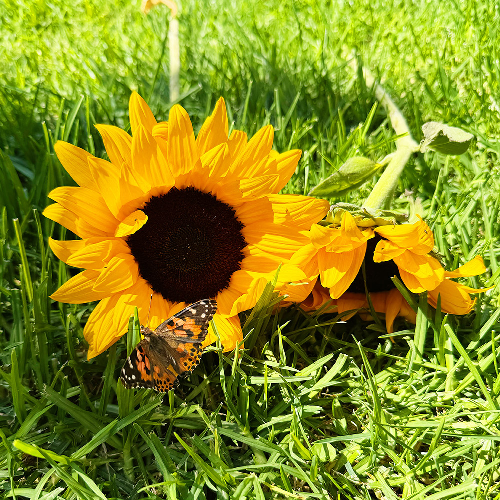 bellez and whistles butterfly release