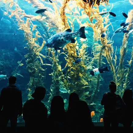 birch aquarium giant sea bass