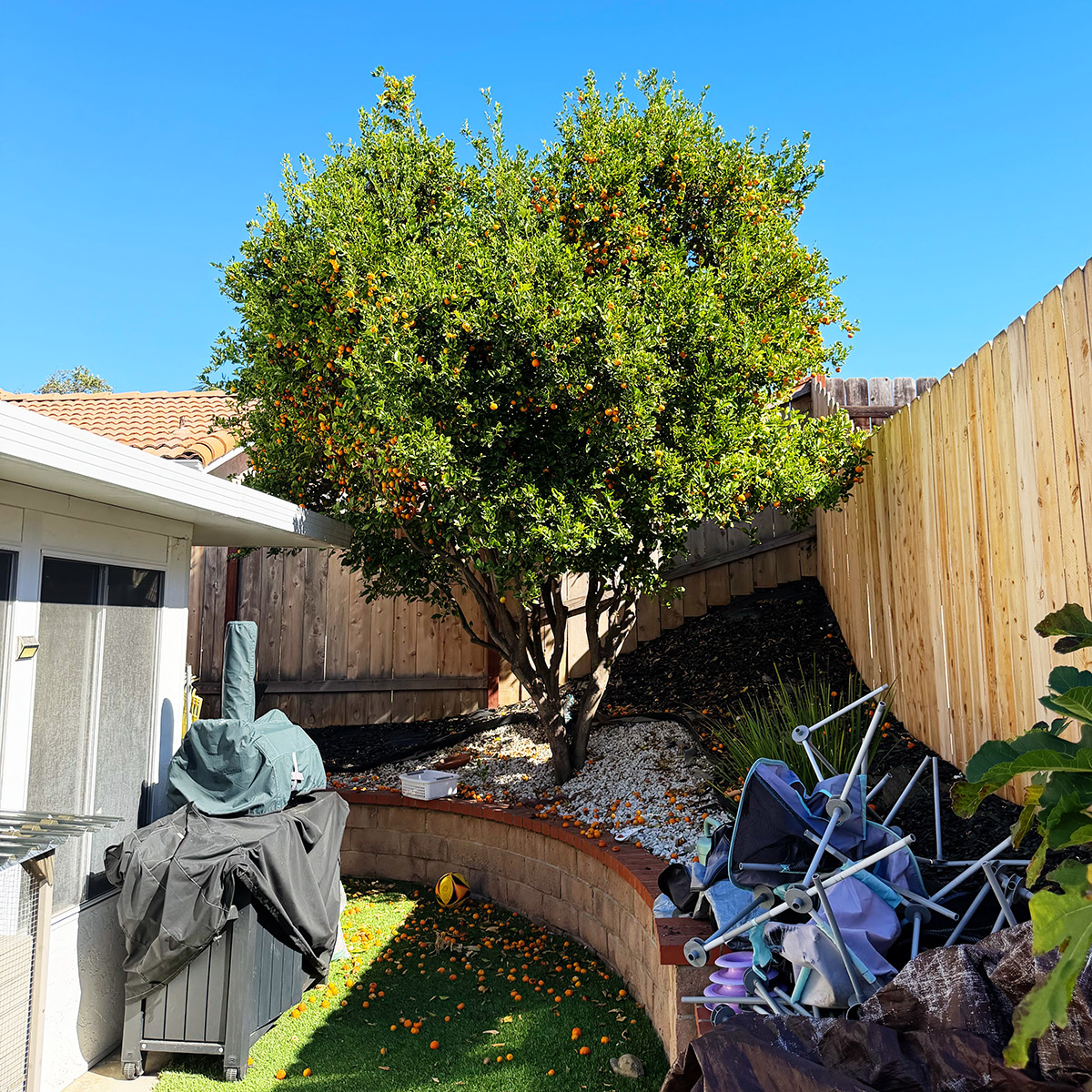 calamansi tree
