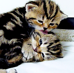 sad cute kittens licking