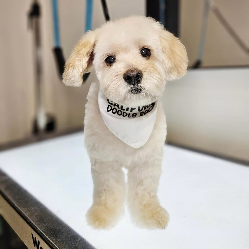 california doodle rescues