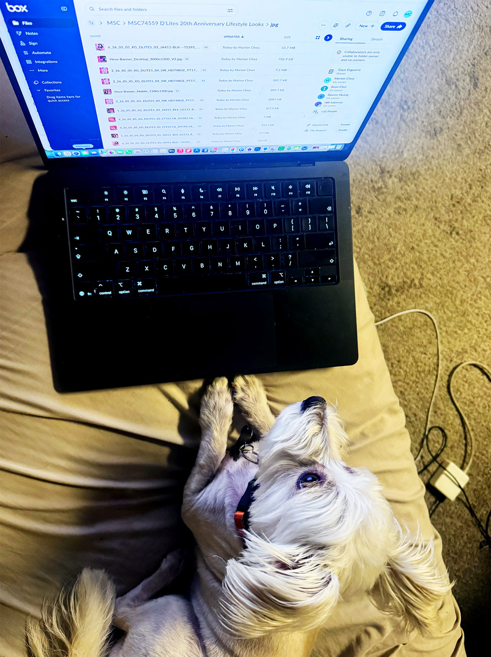dog on computer