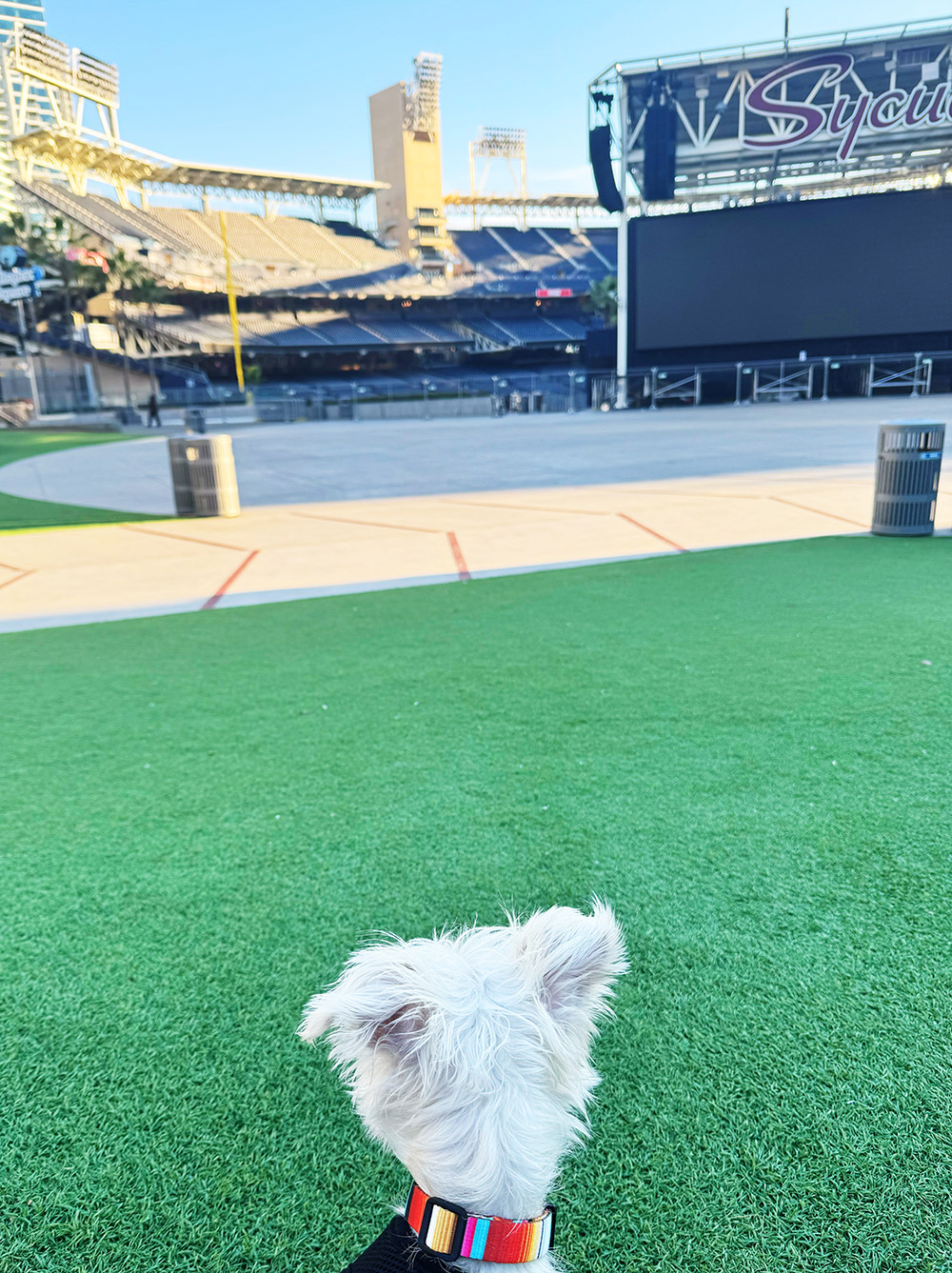 petco park - park at the park - dog friendly