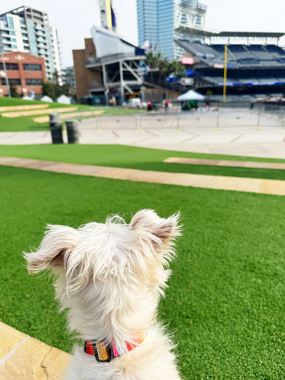petco park - park at the park - dog friendly