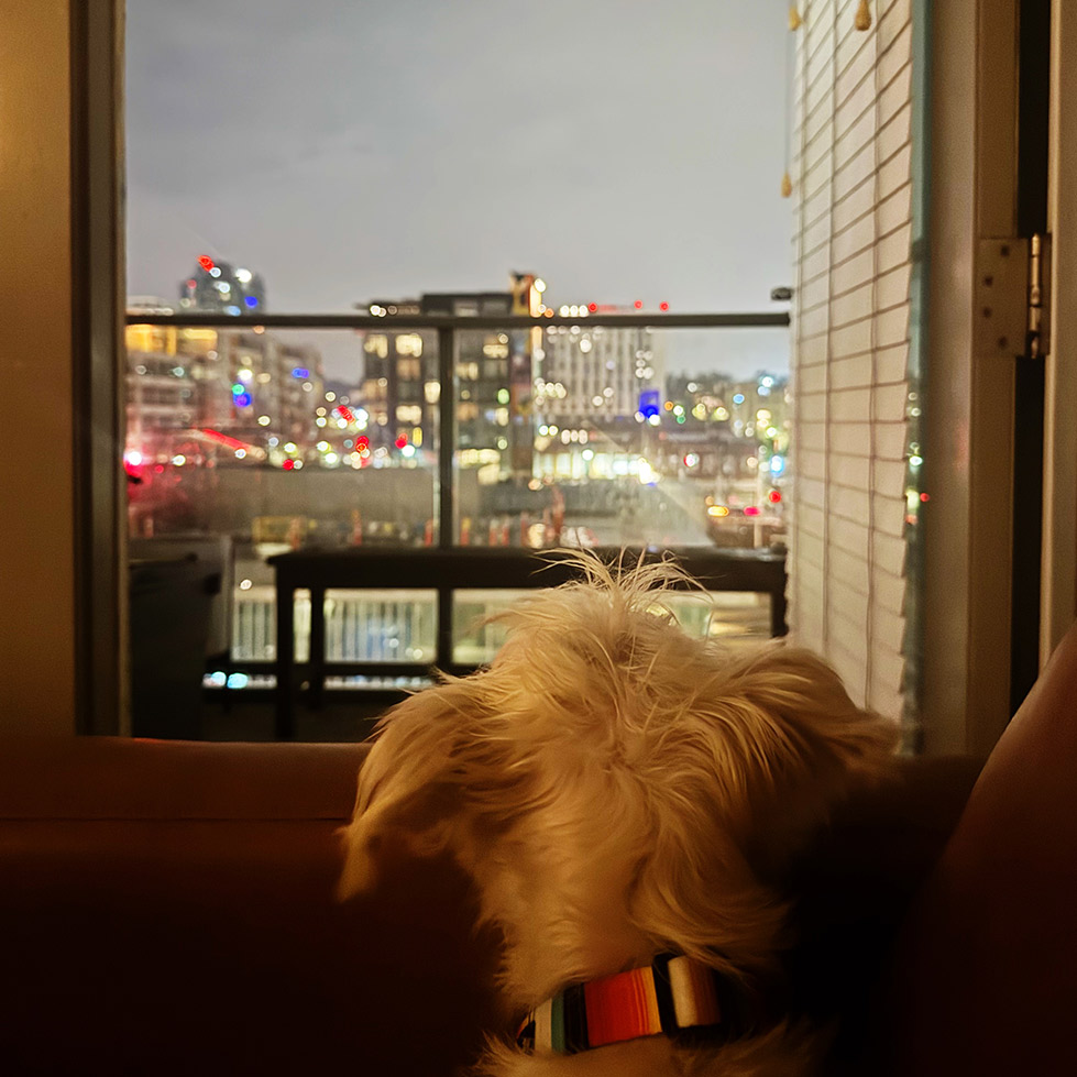 dog city skyline