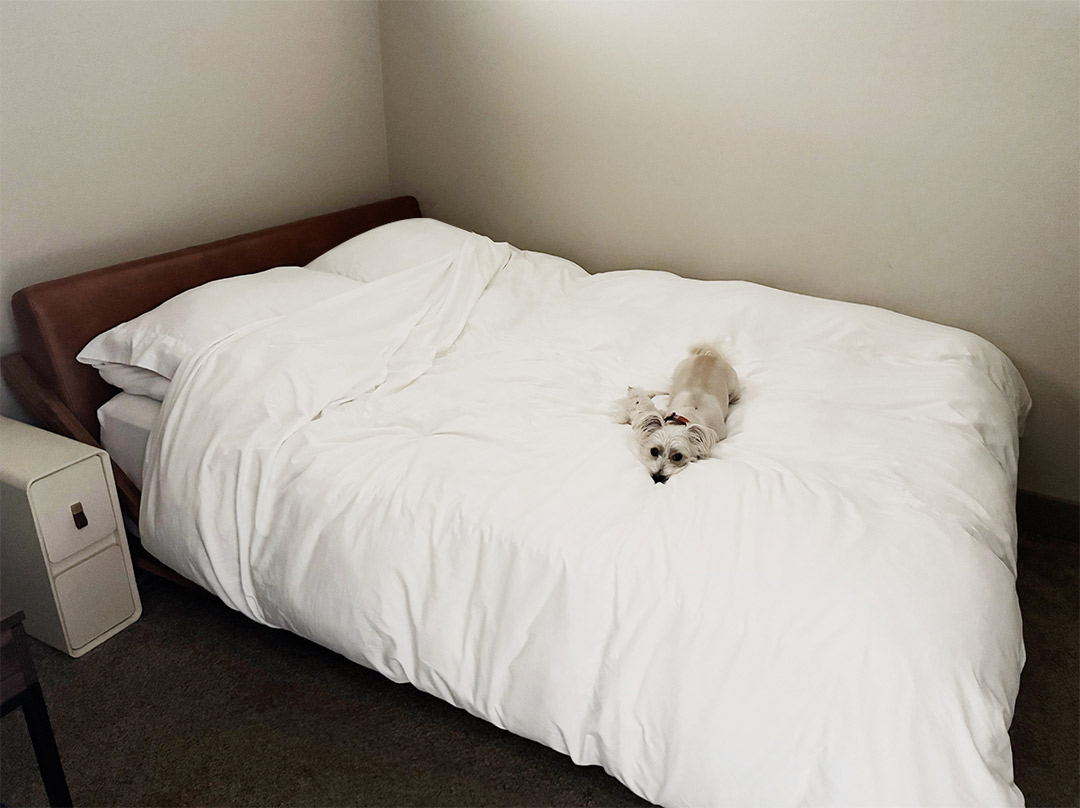 dog on bed