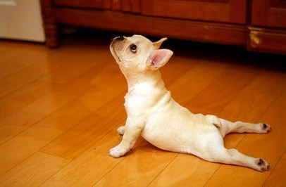 dog doing yoga on floor