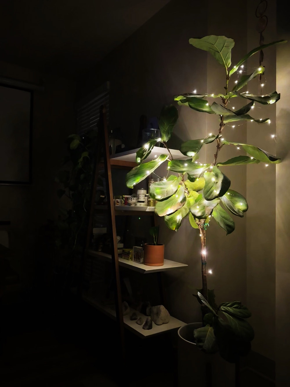 fiddle leaf fig christmas tree