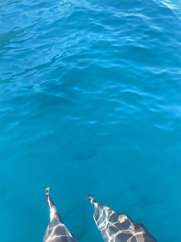 blue ocean adventure tours napali coast dolphins kauai