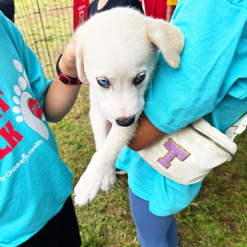 heart and stroke walk