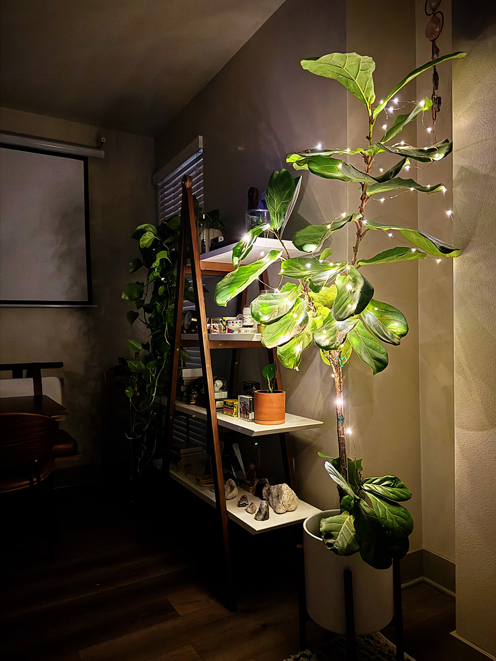 fiddle leaf fig christmas tree