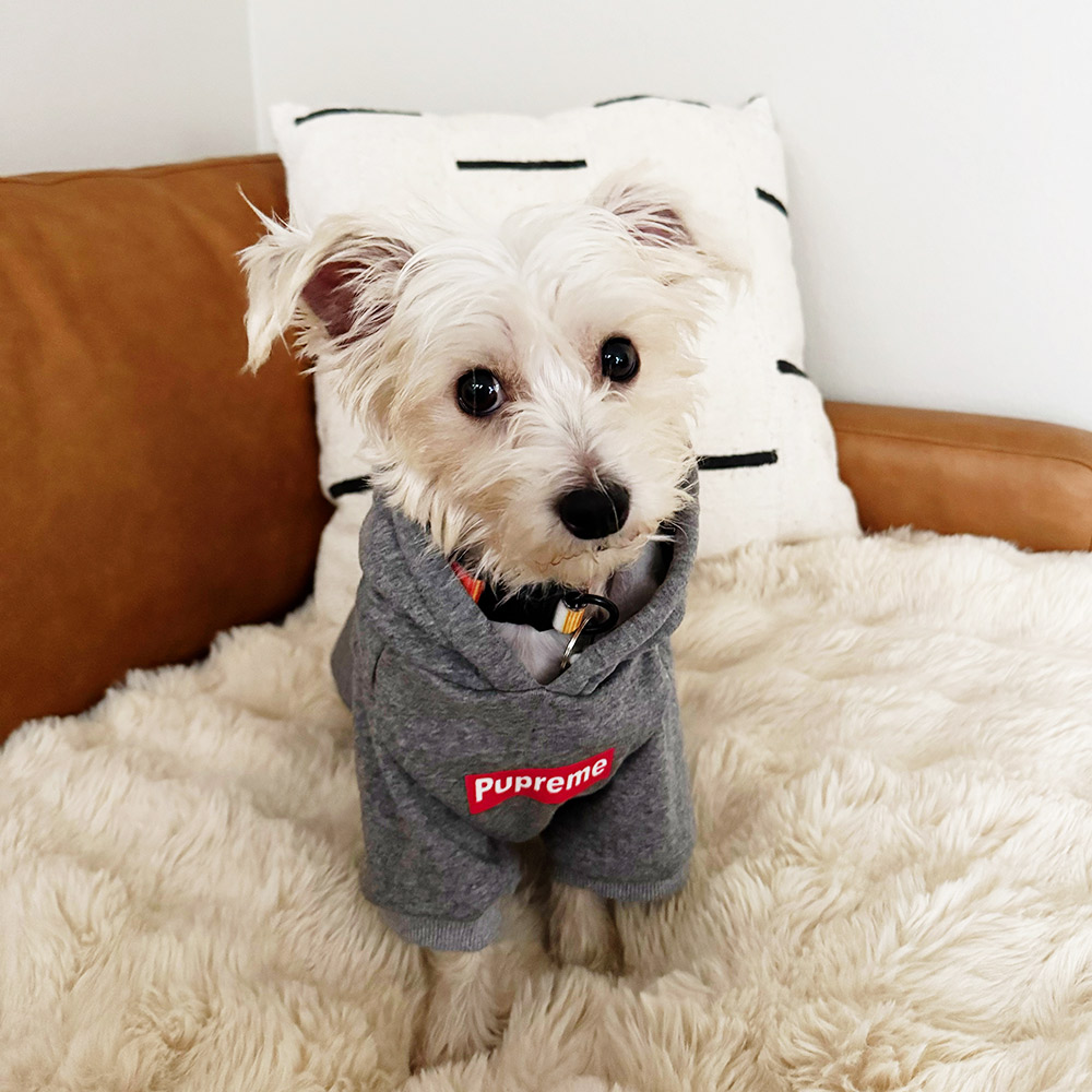 pupreme dog hoodie
