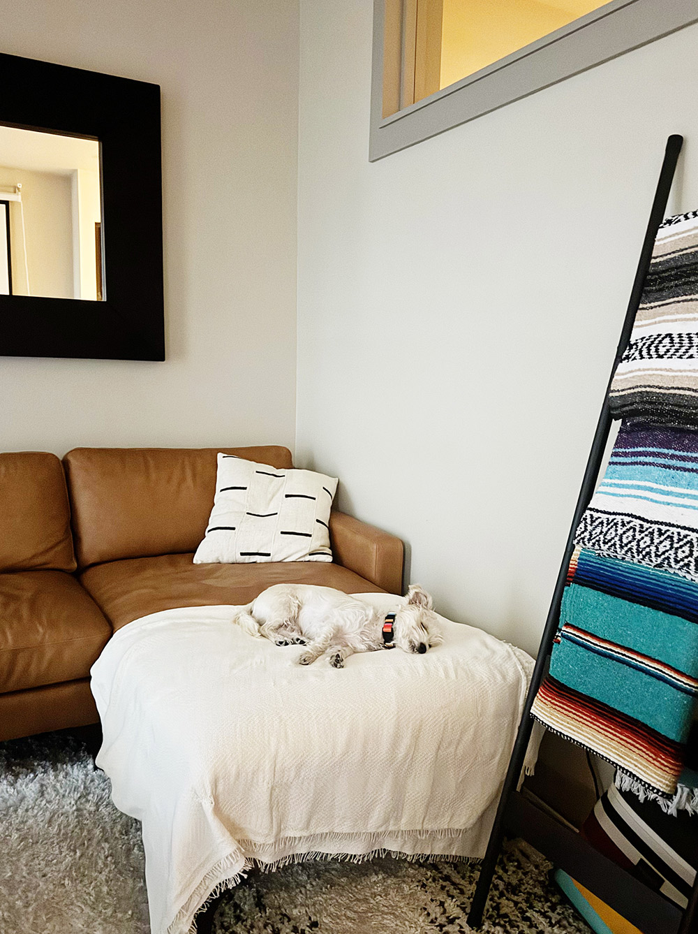 dog sleeping on couch