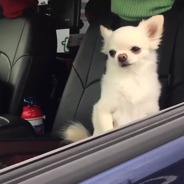 morning people vs me dogs waking up in car gif