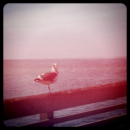 ob pier - ocean beach - one legged seagull