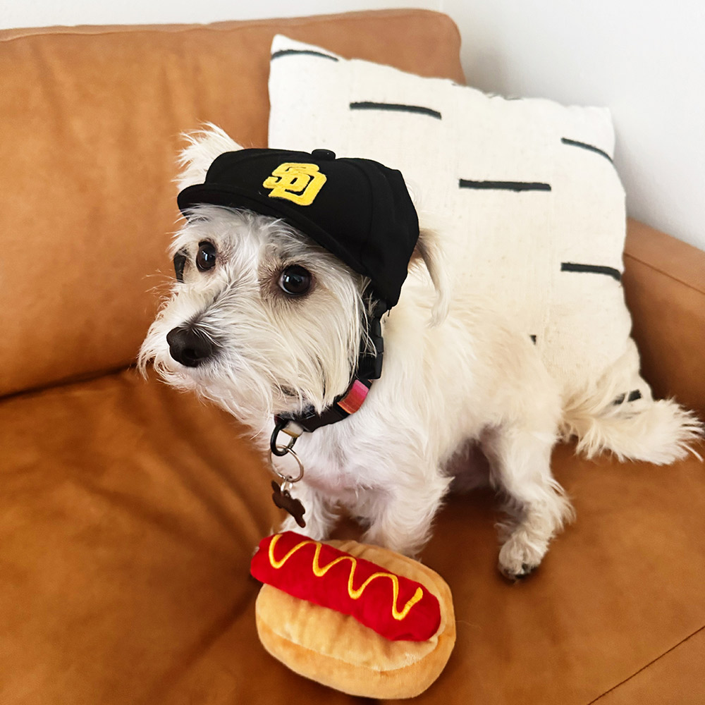 dog eating hot dog baseball