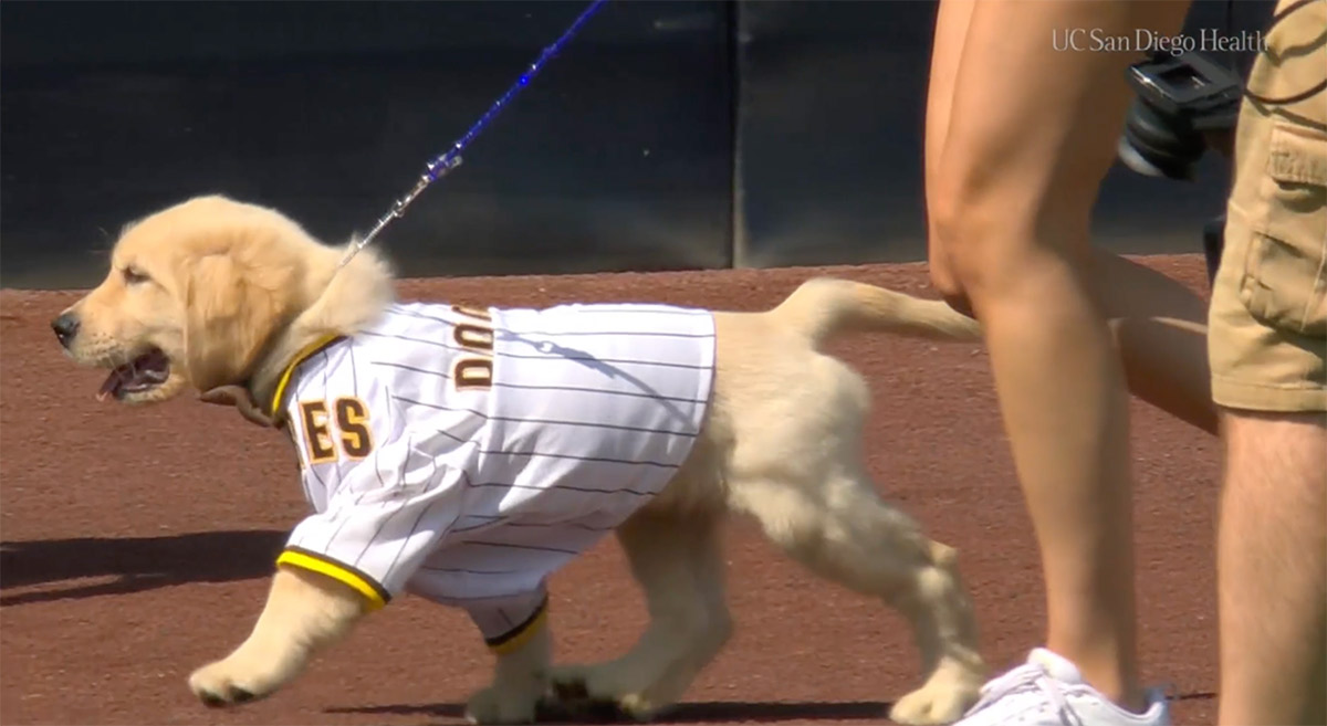 padres paw squad