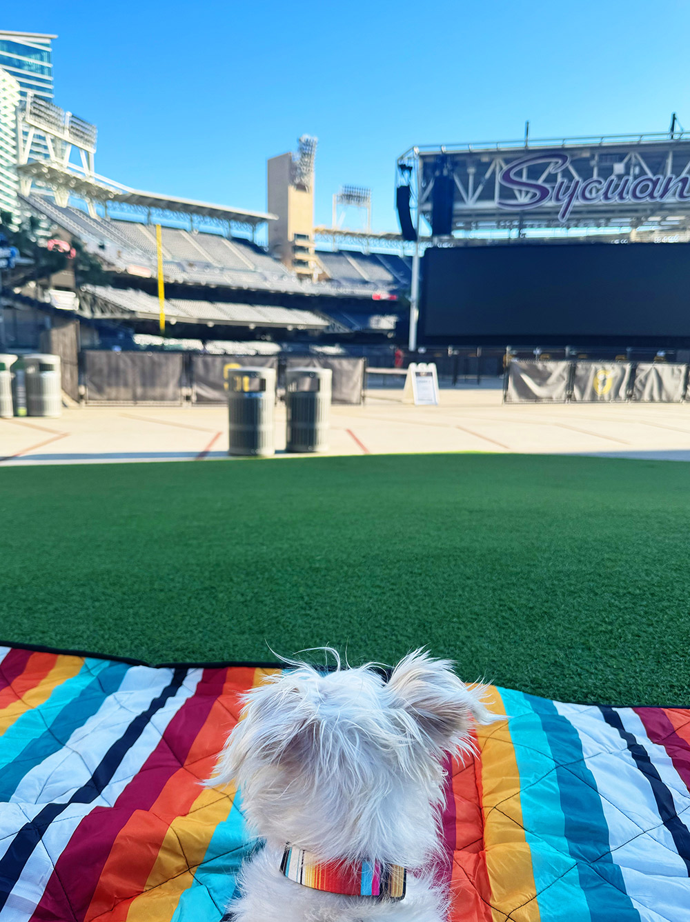dog serape collar and blanket