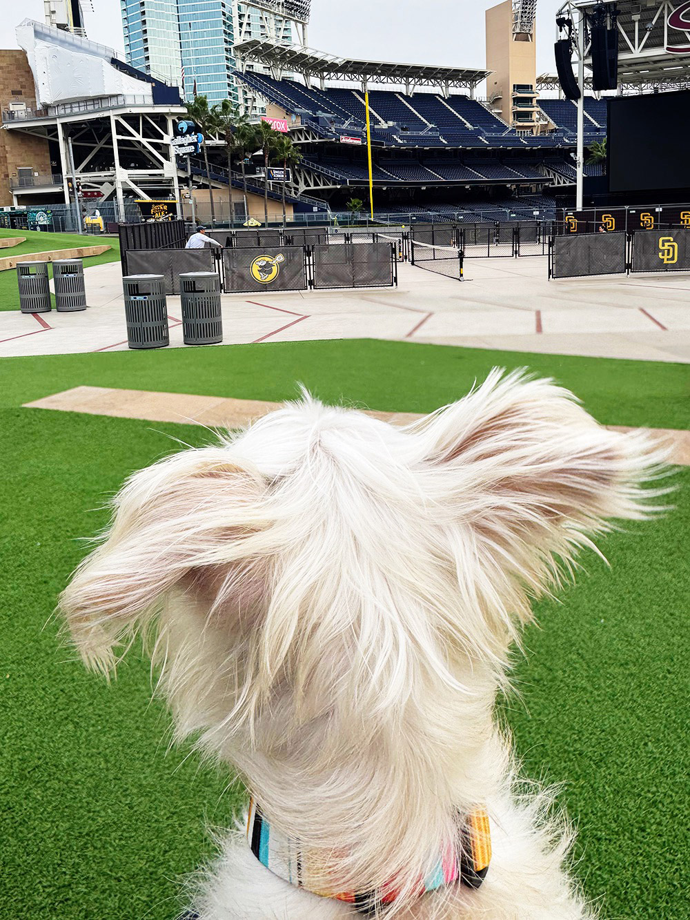 pickleball - petco park