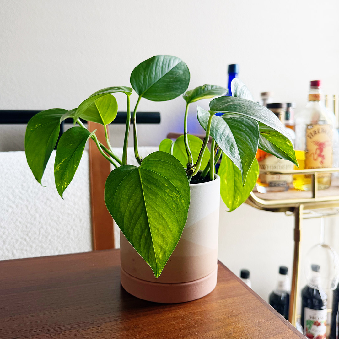 pothos propagation