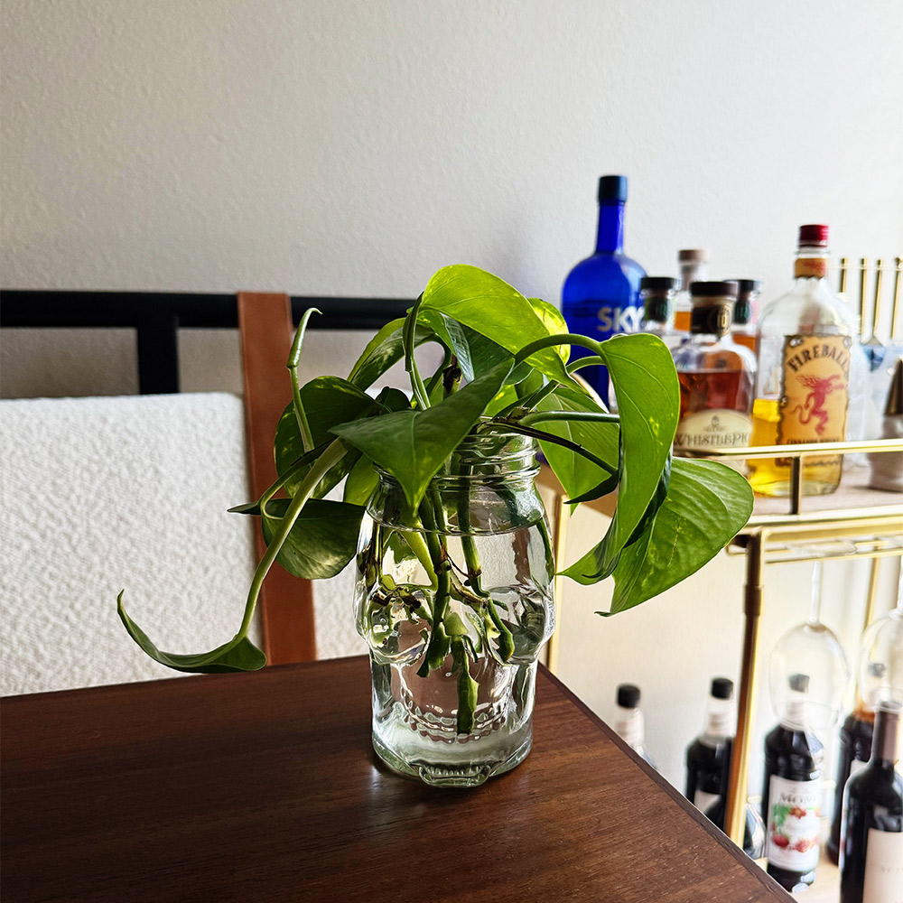 pothos propagation