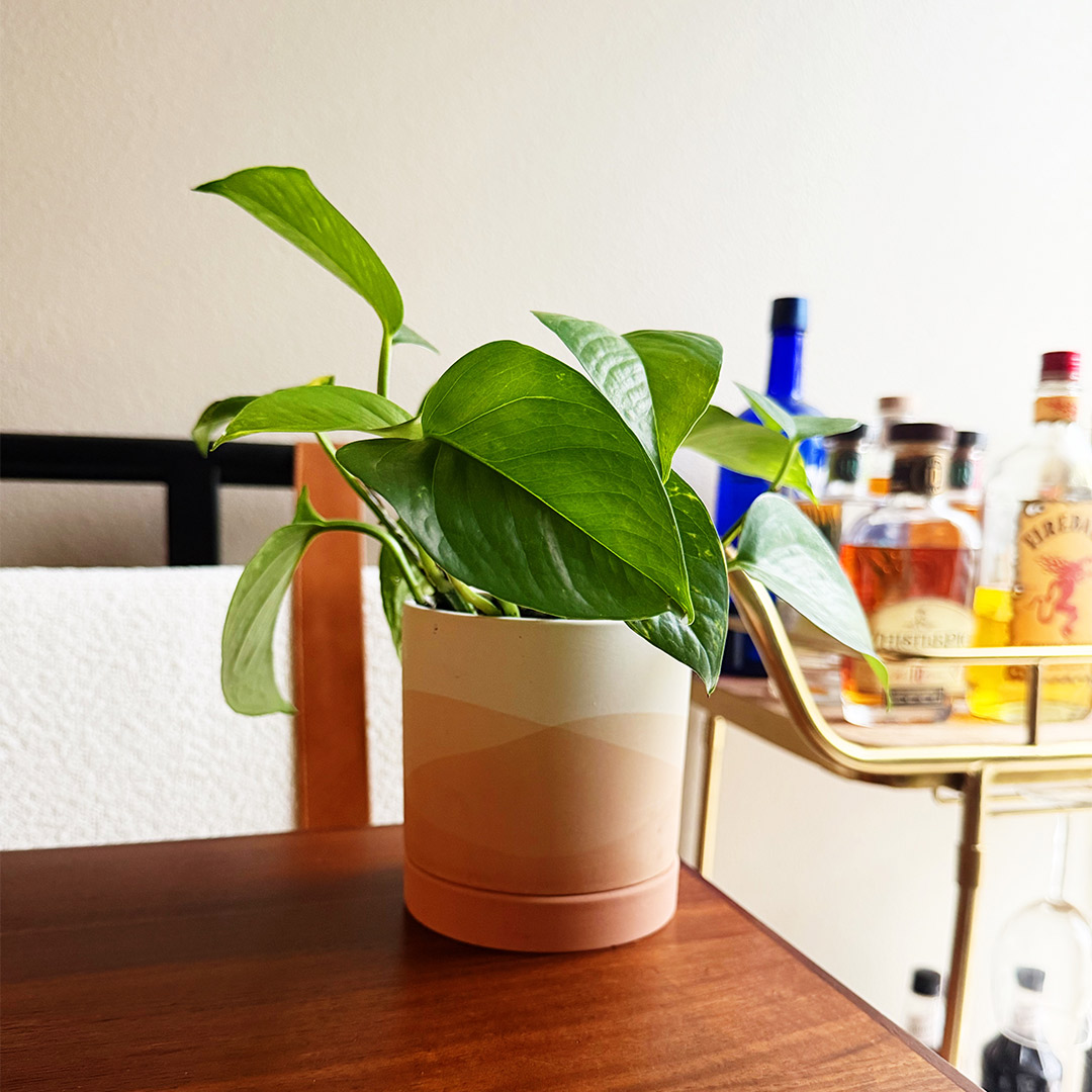 pothos propagation