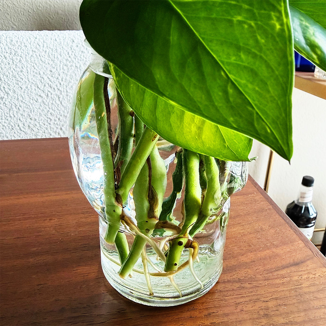 pothos propagation