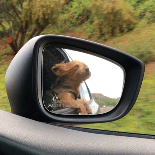 rocky dog in car gif