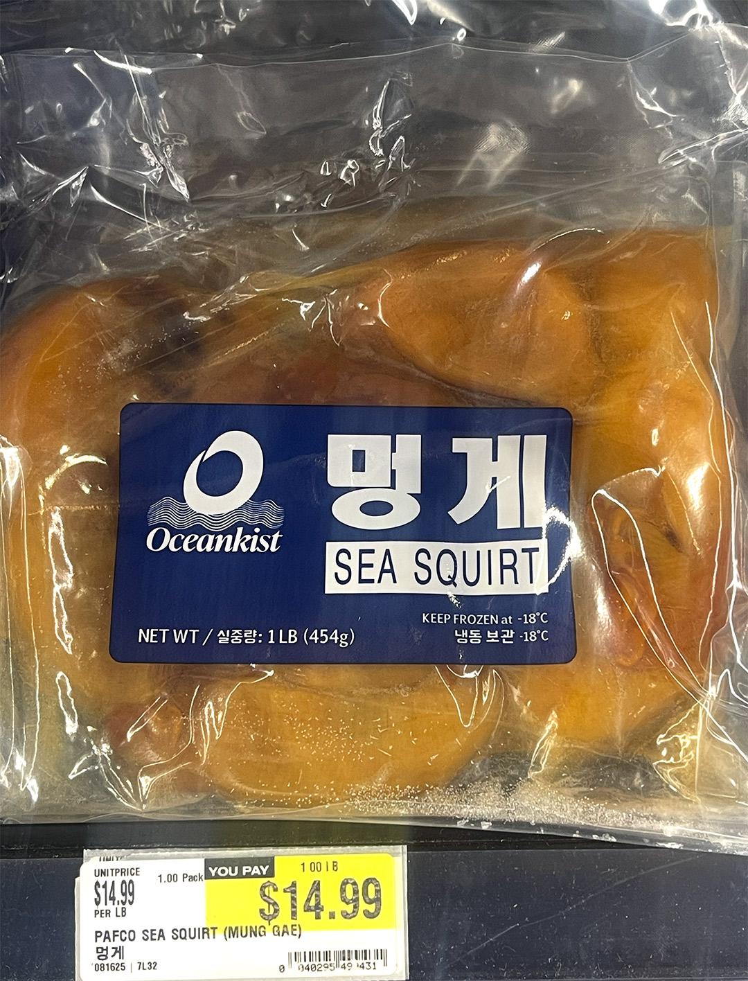 sea squirt