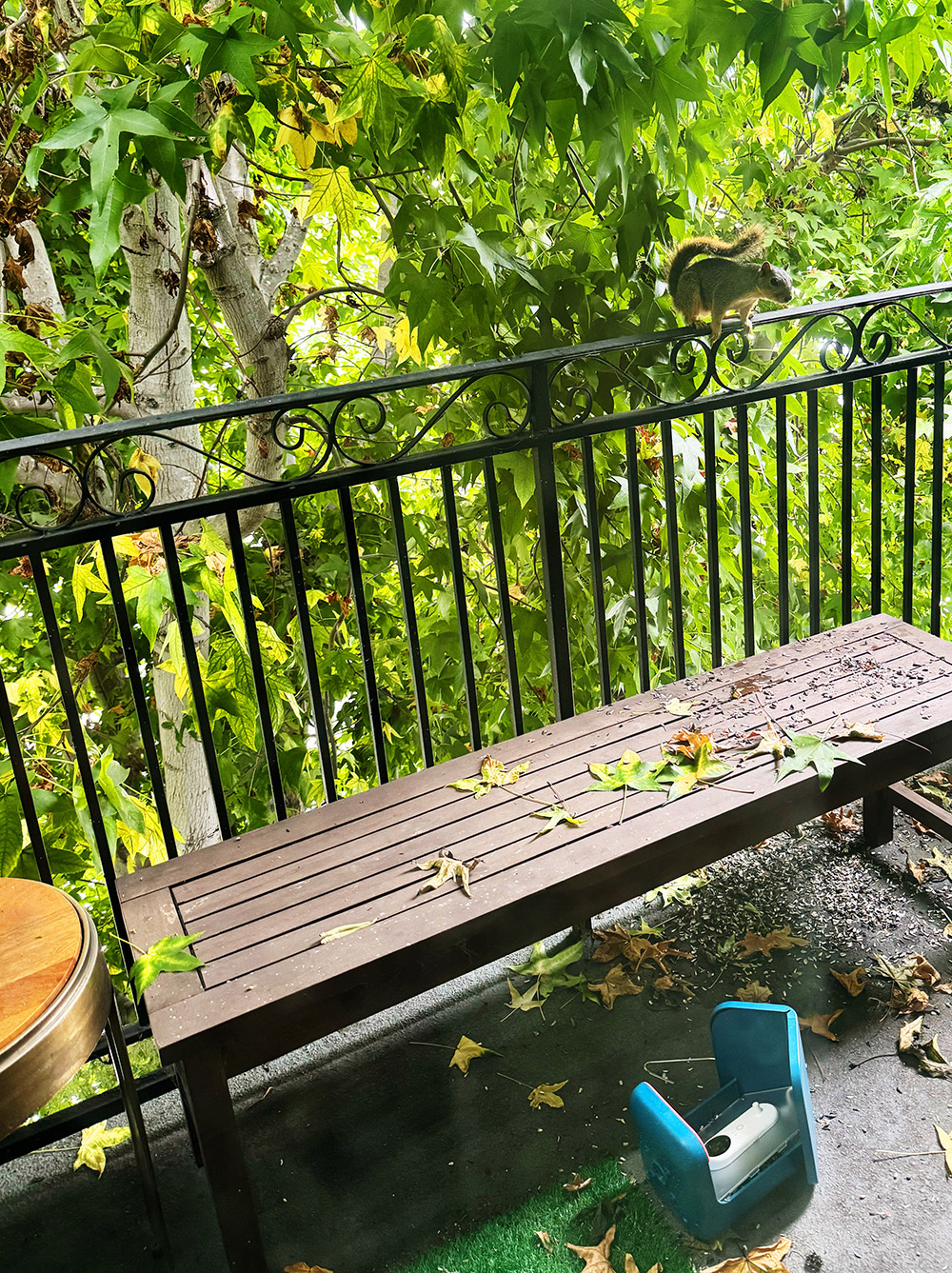 squirrel balcony