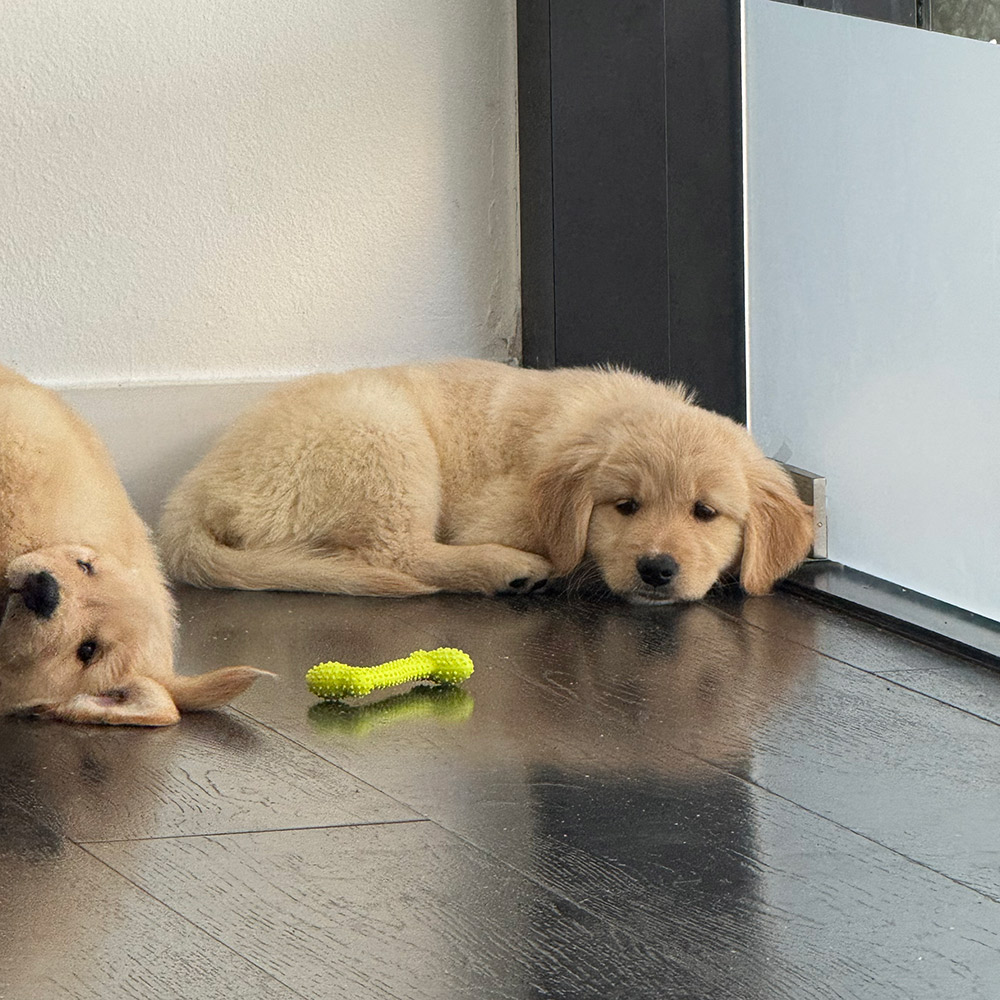 puppy yoga los angeles