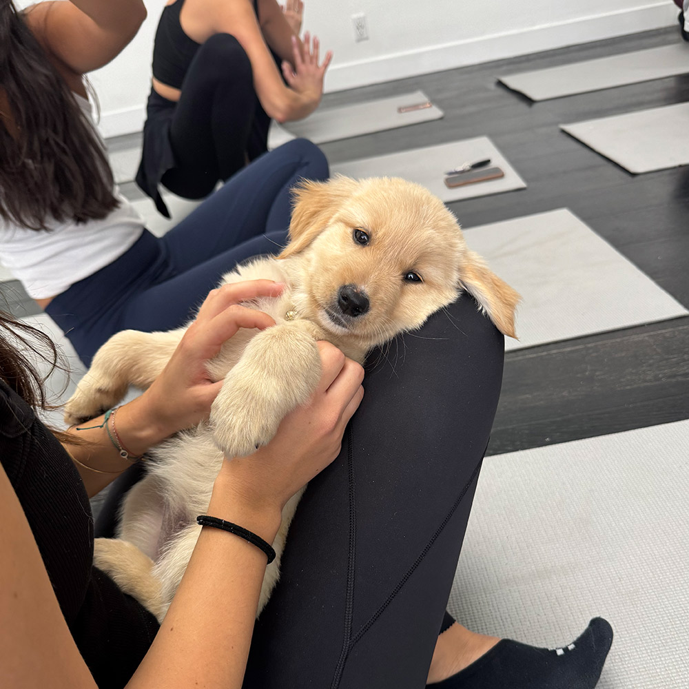 puppy yoga los angeles